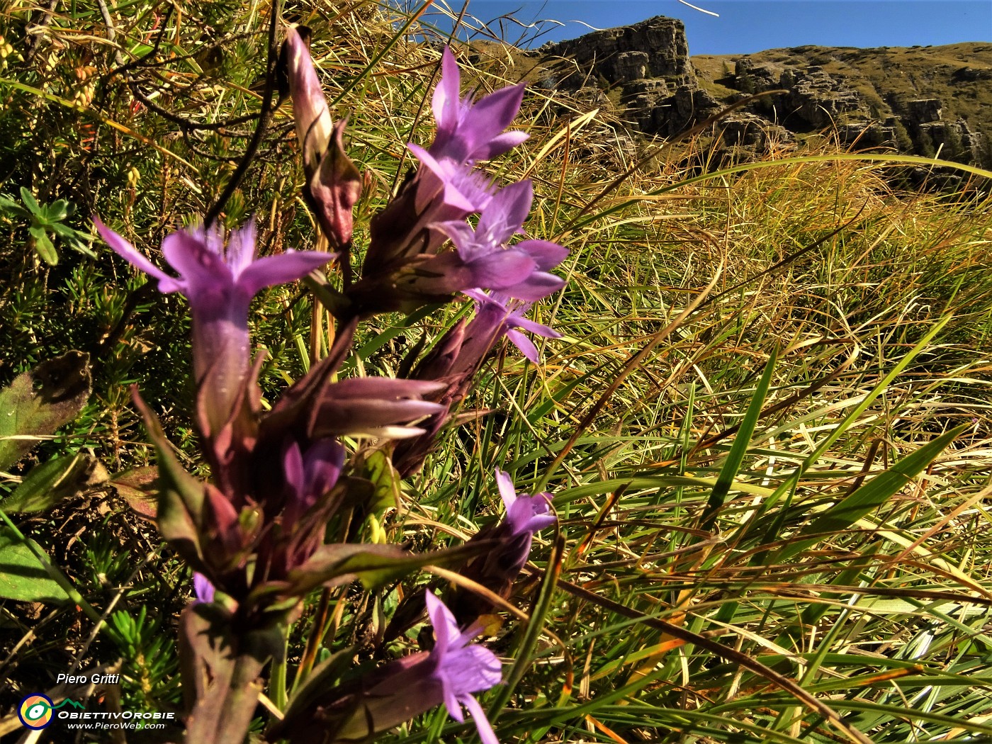 14  Gentiana anisodonta .JPG